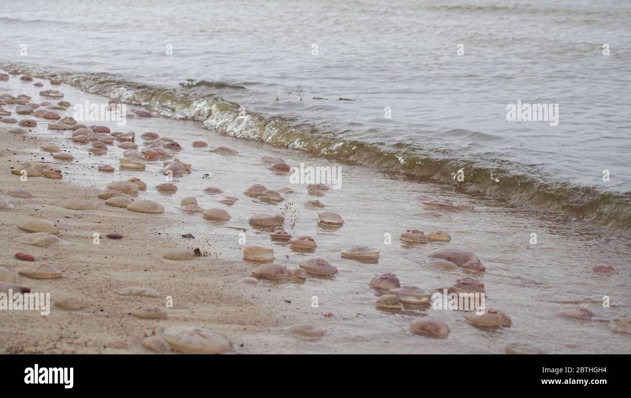 Beached jellyfishes in the surf of Baltic sea at Curonian Spit sandy beach (Nida, Lithuania). Stock Photo