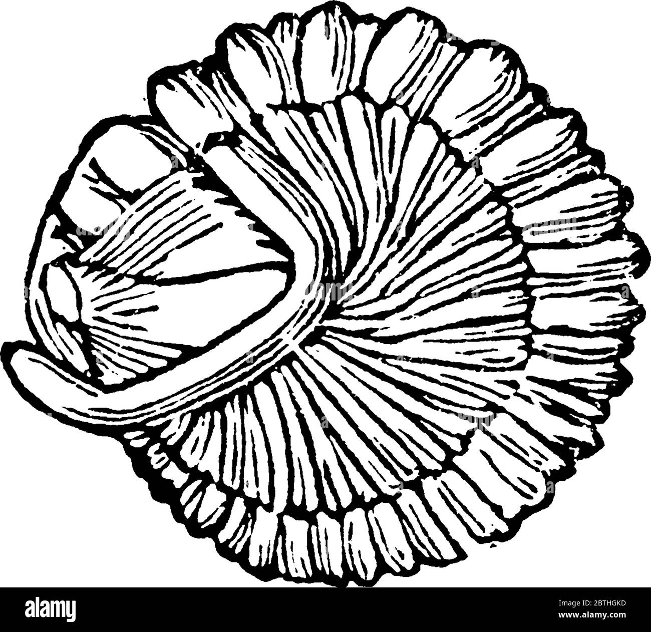 Trilobite, any member of a group of extinct fossil arthropods of the phylum arthropoda, vintage line drawing or engraving illustration. Stock Vector