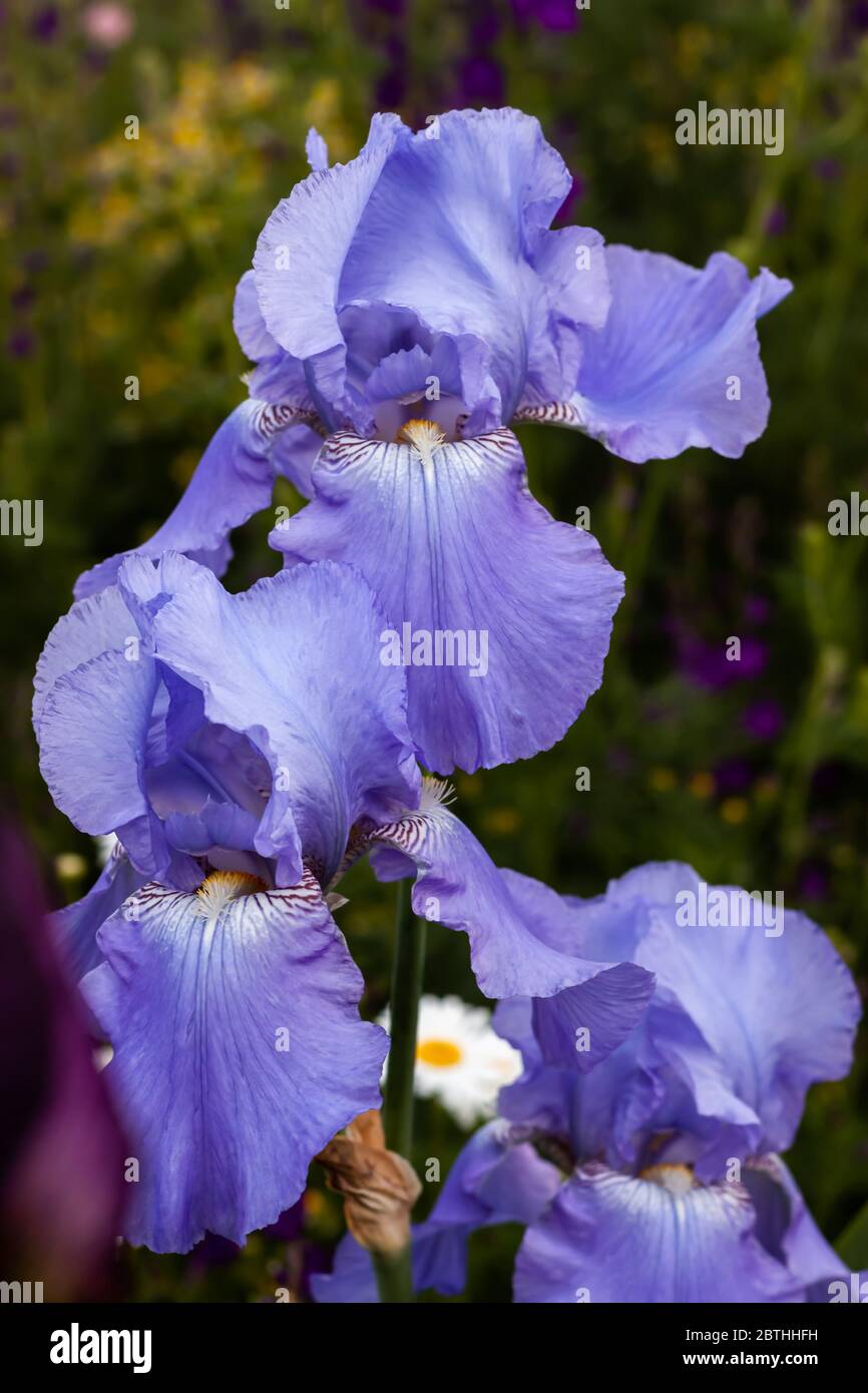 Beautiful delicate iris flower on a flowerbed outdoors Stock Photo