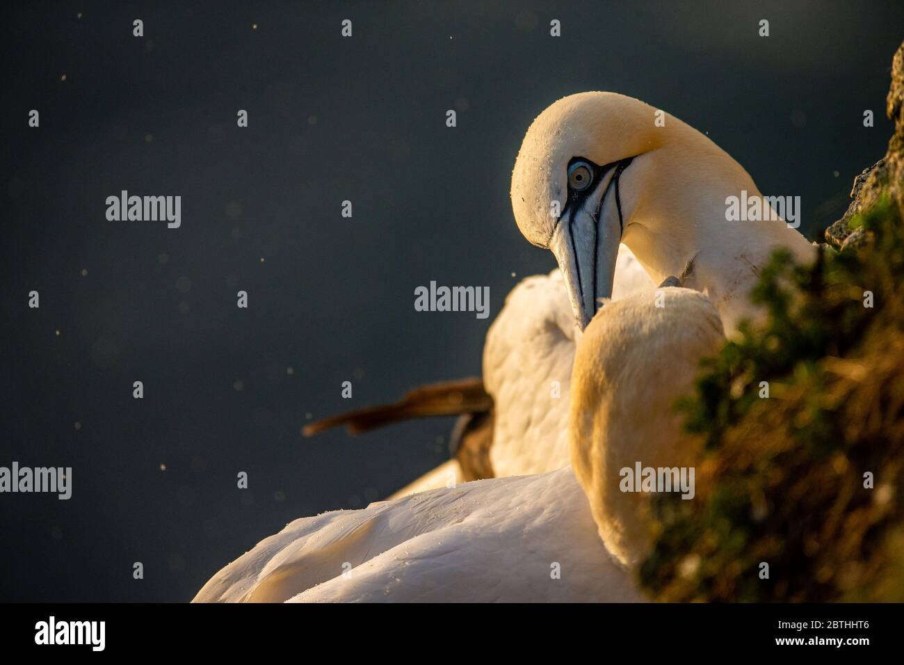 A Gannet nests on Bempton Cliffs on July 9, 2019 near Bridlington, England. Thousands of seabirds, including gannets, migrate in from warmer climates to nest on the chalk cliffs at Bempton in North Yorkshire, where they will spend the summer breeding and rearing their young. Over 20,000 Gannets - that pair for life and can live for over 20 years - make up the quarter of a million seabirds that return to nest each summer on these 100 meter high chalk cliffs. The Gannets that nest on the Bempton Cliffs RSPB reserve make up what is the biggest breeding colony on the UK mainland. Stock Photo