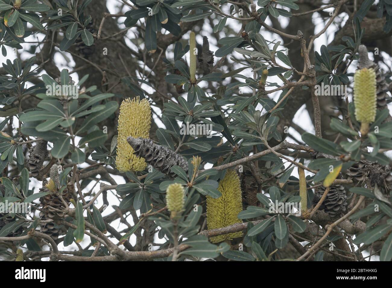 Banksia integrifolia flowers and seed pods on the tree. Stock Photo