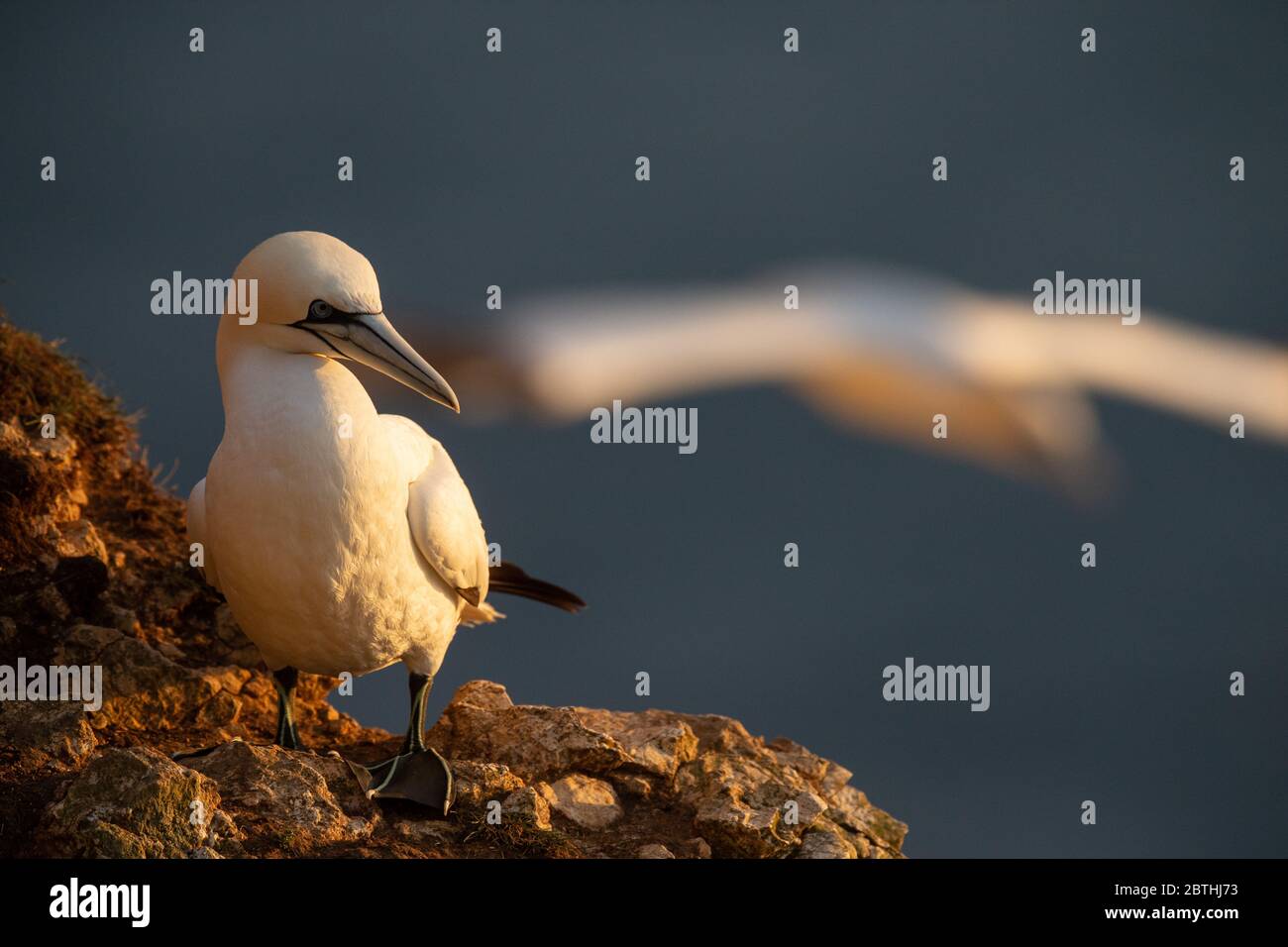 A Gannet nests on Bempton Cliffs on July 9, 2019 near Bridlington, England. Thousands of seabirds, including gannets, migrate in from warmer climates to nest on the chalk cliffs at Bempton in North Yorkshire, where they will spend the summer breeding and rearing their young. Over 20,000 Gannets - that pair for life and can live for over 20 years - make up the quarter of a million seabirds that return to nest each summer on these 100 meter high chalk cliffs. The Gannets that nest on the Bempton Cliffs RSPB reserve make up what is the biggest breeding colony on the UK mainland. Stock Photo