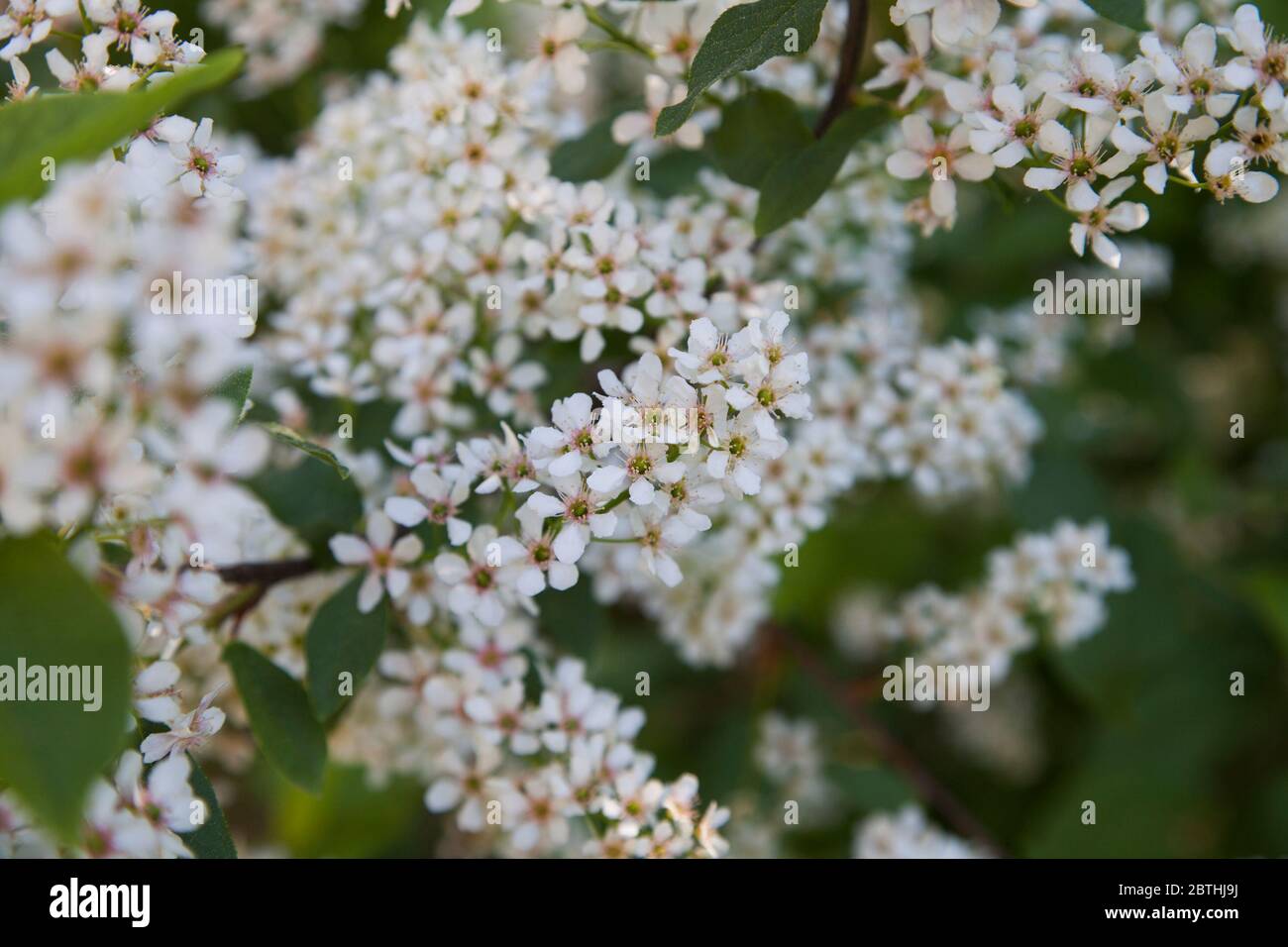 Cherry Bird main image 1