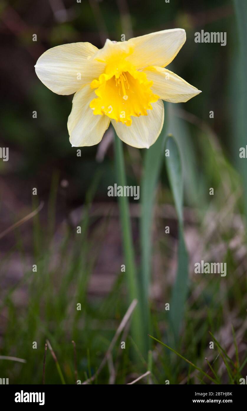 NARCISSUS PSEUDONARCISSUS or wild Daffodil or Lent Lily in nature Stock Photo
