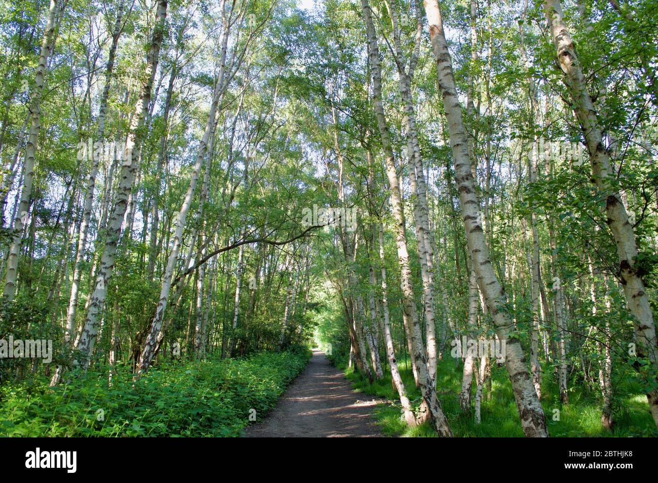 An empty path through the forest at Wimbledon Common, London, UK Stock ...