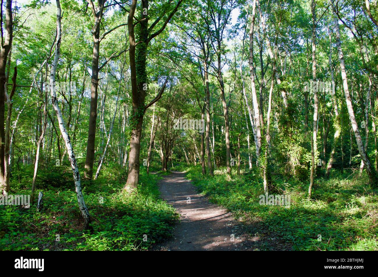 An empty path through the forest at Wimbledon Common, London, UK Stock ...