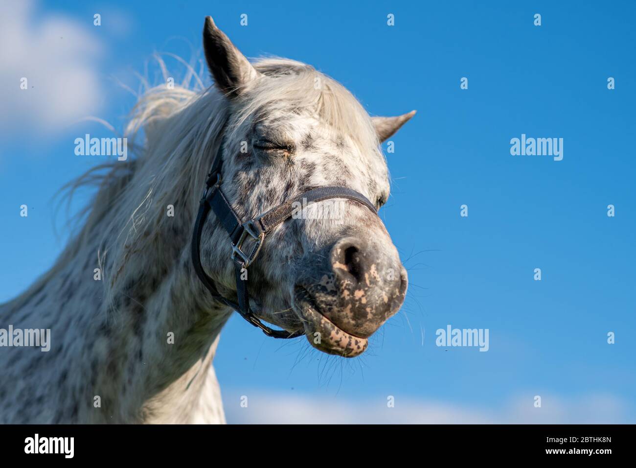 A close up portrait of a funny horse face smiling  bright blue sky background Stock Photo