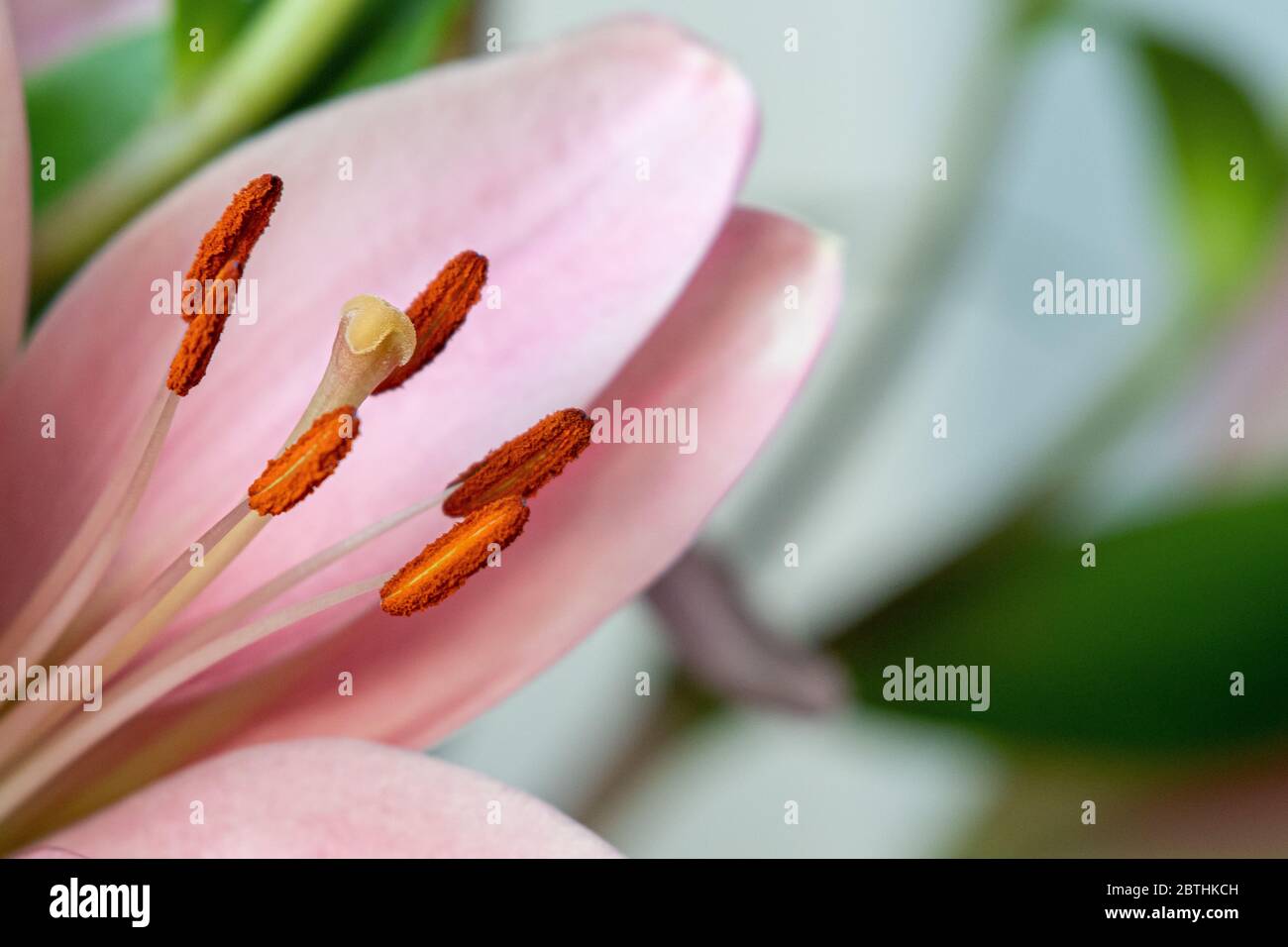 A beautiful close up of a bright flower showing the flower parts -  anthers and stigma Stock Photo