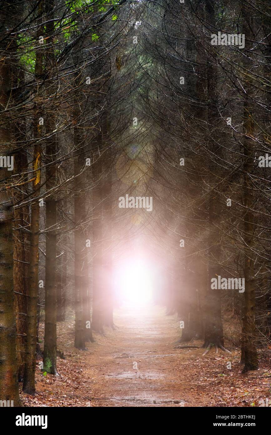 A mysterious burst of light in a dark forest at the end of the path ...
