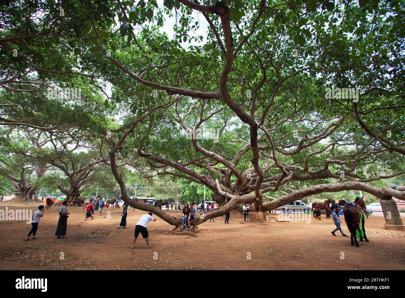 Banyan burma tree hires stock photography and images Alamy
