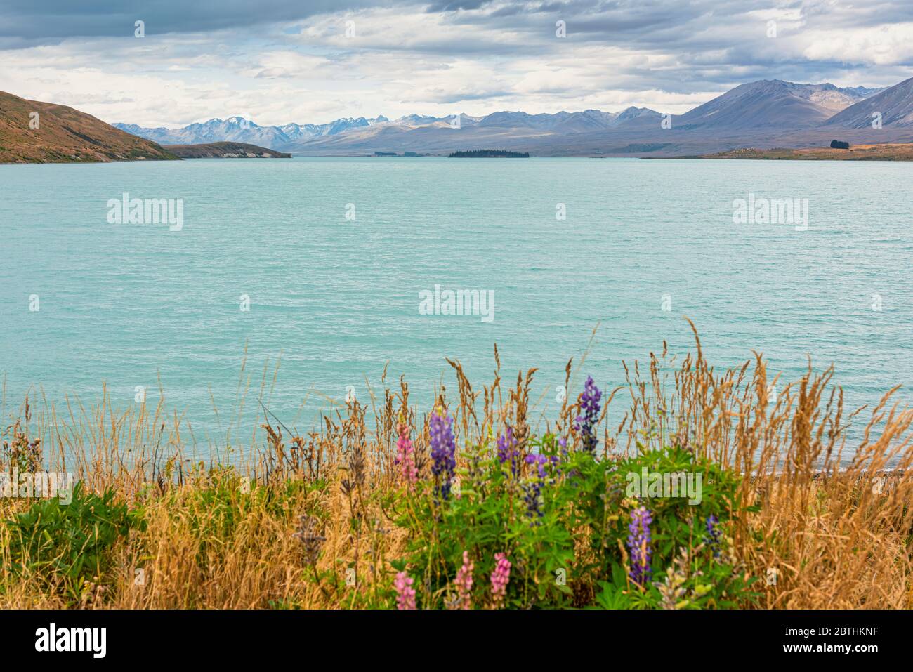 Lake Tekapo in the south island of New Zealand Stock Photo - Alamy
