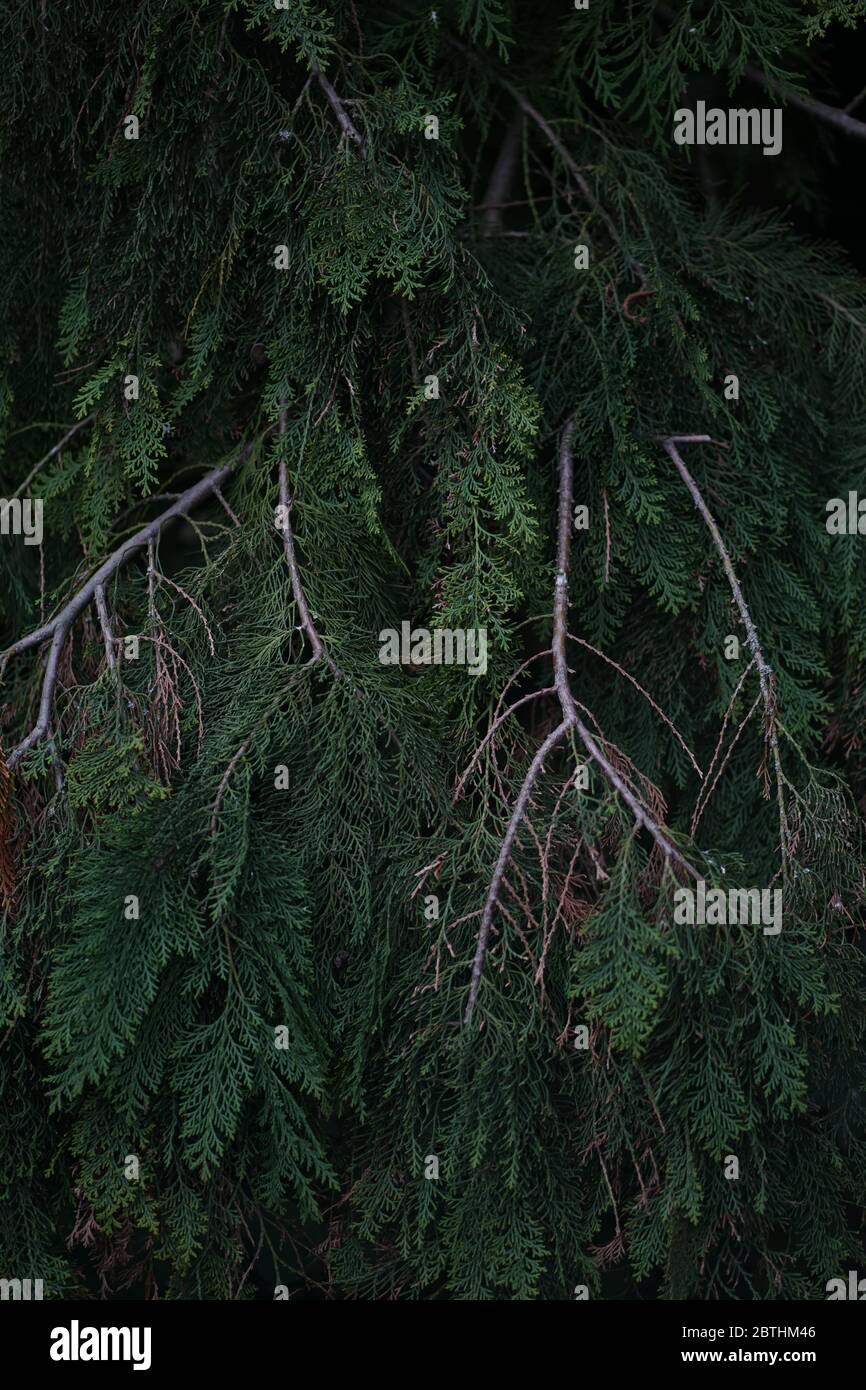 Close up of dark green cupressus branches Stock Photo