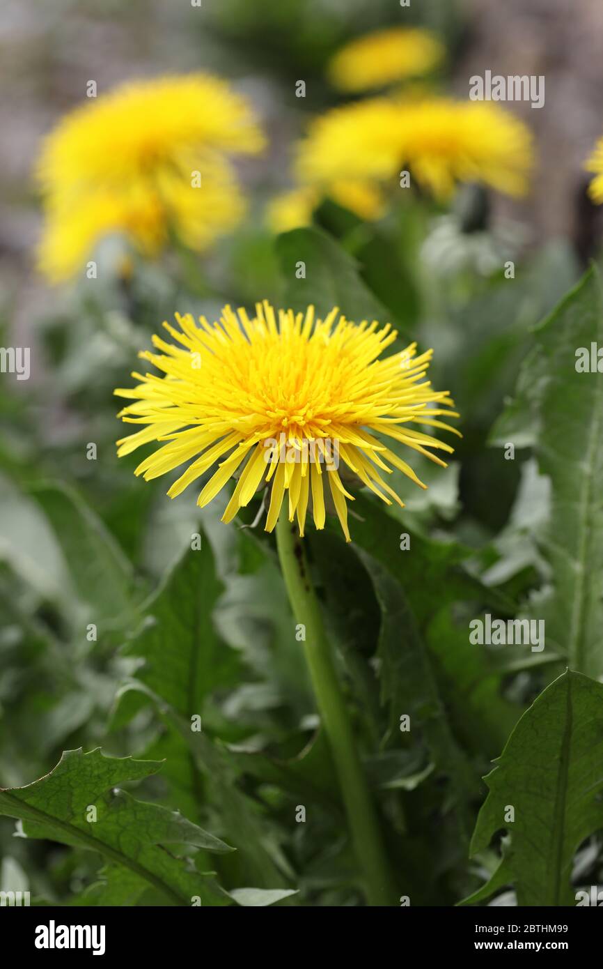 Dandelion (Taraxacum officinale) Flower Stock Photo - Alamy