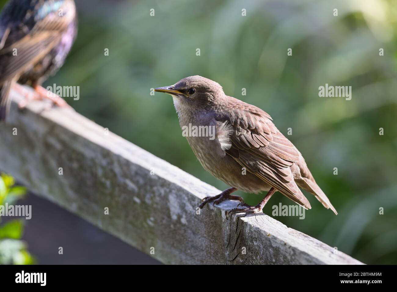 Starling Fledgling (Sturnus Vulgaris) Perched on a Garden Fence Illuminated by Late Afternoon Light, UK Stock Photo