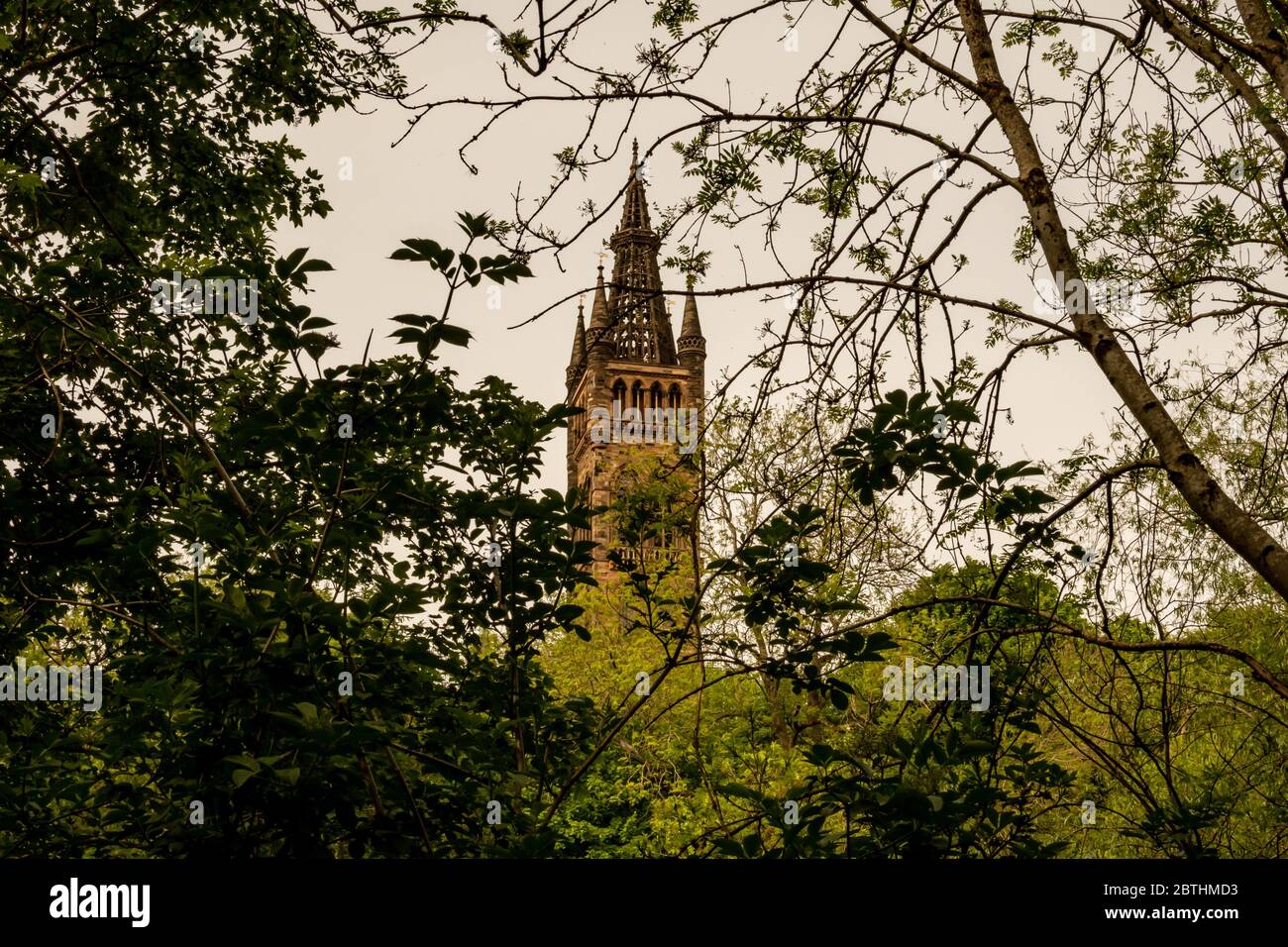Looking through the trees of Kelvingrove Park up at the tower of Glasgow University's main building, The Gilbert Scott Building in the West End. Stock Photo