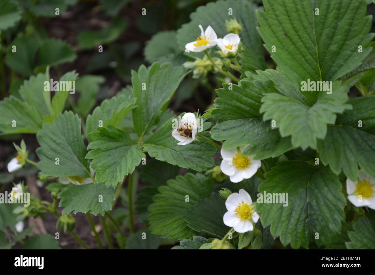 Homemade plant, gardening. Green. White strawberry flowers. Fragaria viridis, Fragaria ananassa Stock Photo