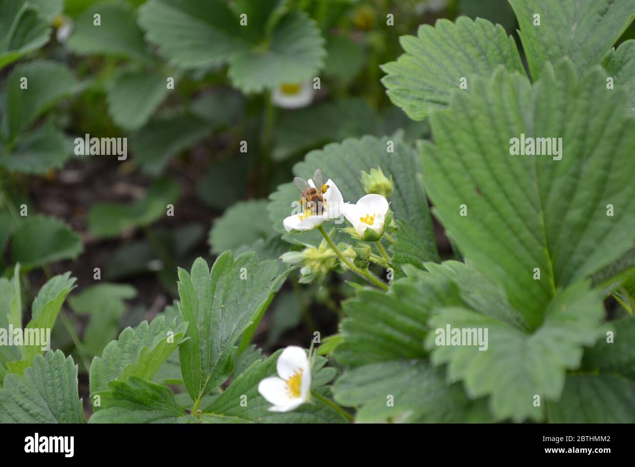 Homemade plant. White strawberry flowers. Fragaria viridis, Fragaria ananassa Stock Photo