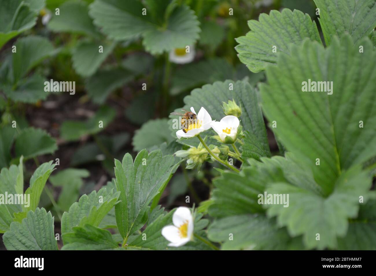 Homemade plant, gardening. White strawberry flowers. Fragaria viridis, Fragaria ananassa Stock Photo