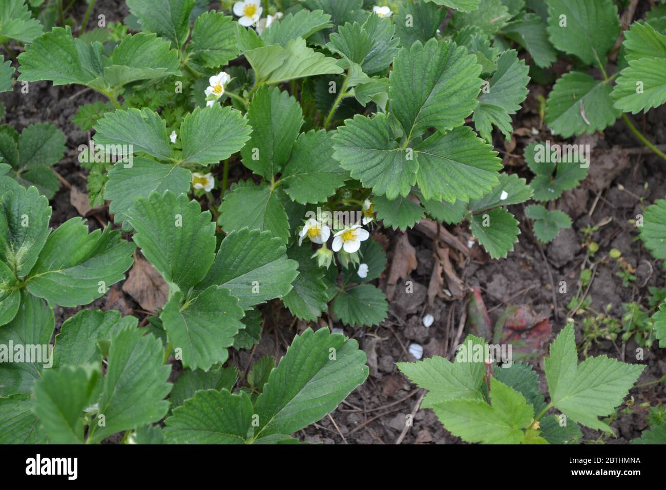 Sunny. Homemade plant. Green. White strawberry flowers. Fragaria viridis, Fragaria ananassa Stock Photo
