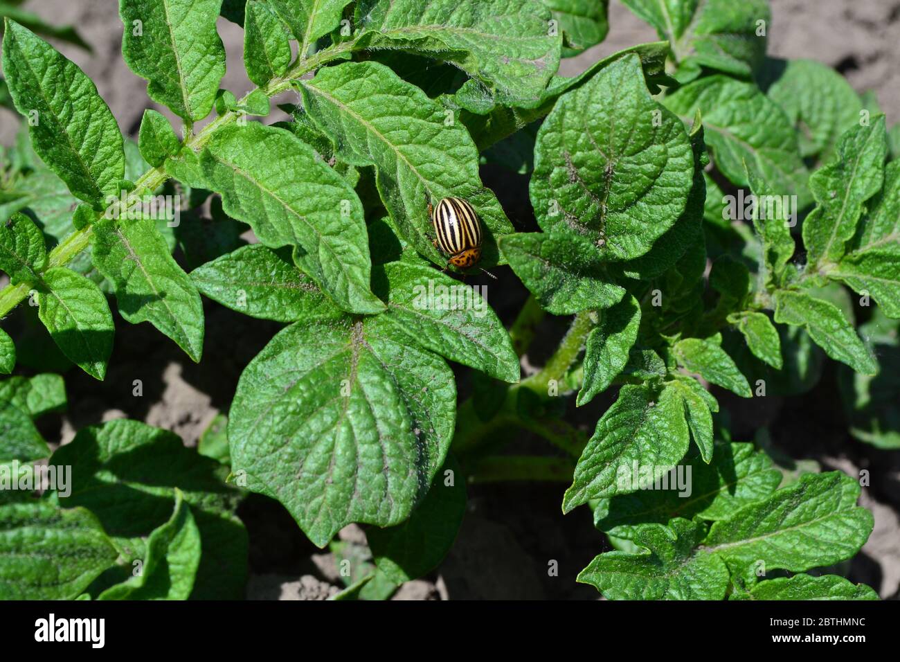Natural Homemade Products Field Farm Village Cultivated Plants Potatoes Perennial Plants Solanum Tuberosum Colorado Beetles Leptinotarsa Dece Stock Photo Alamy