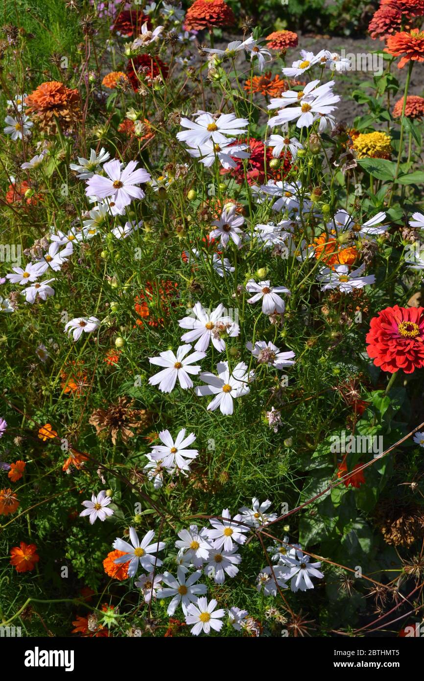 Homemade plant, gardening. Cosmos, a genus of annual and perennial herbaceous plants of the family Asteraceae. Flower bed, plants. White flowers Stock Photo