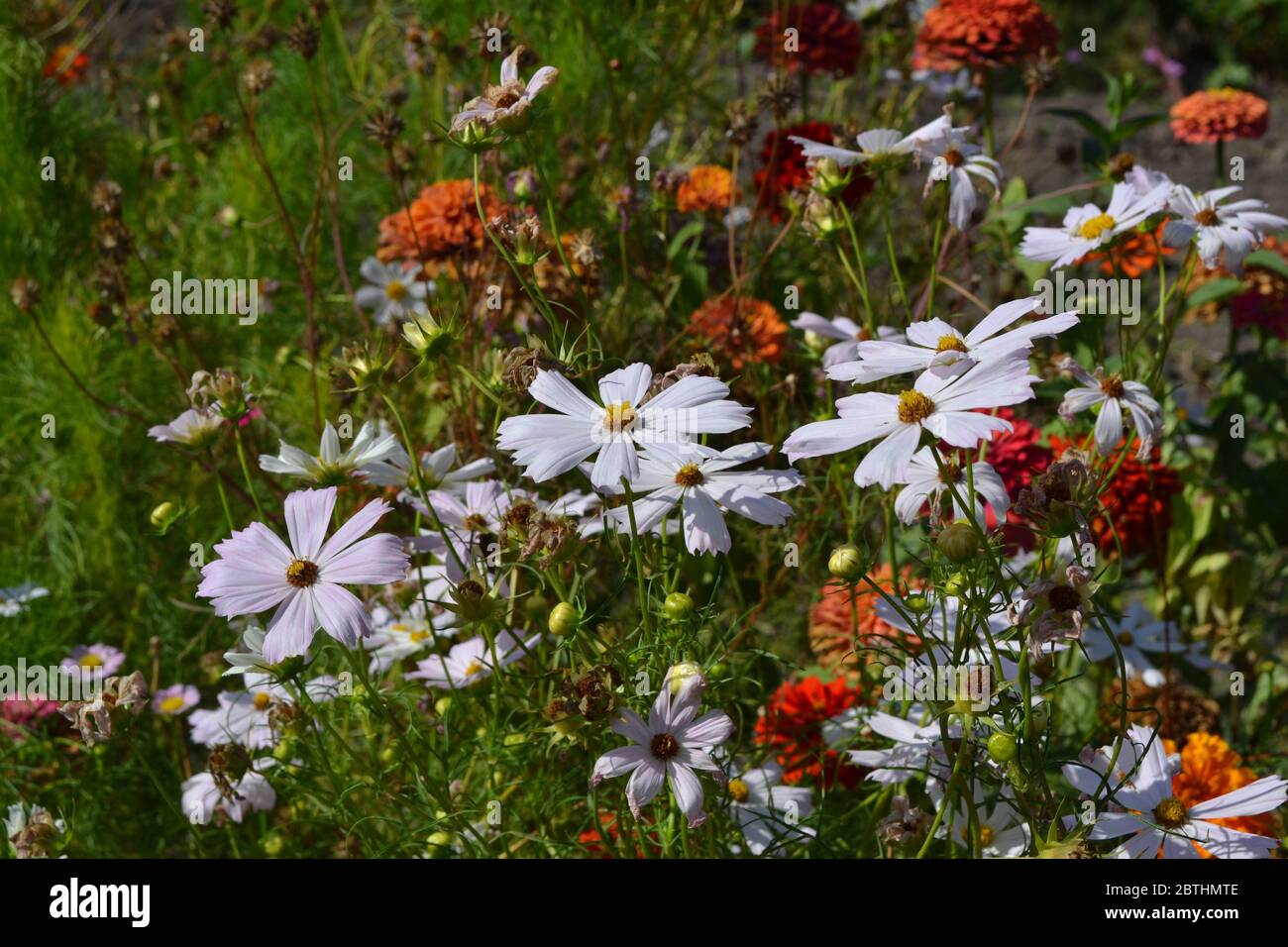 Homemade plant, gardening. Cosmos, a genus of annual and perennial herbaceous plants of the family Asteraceae. Flower bed, beautiful gentle plants. Wh Stock Photo