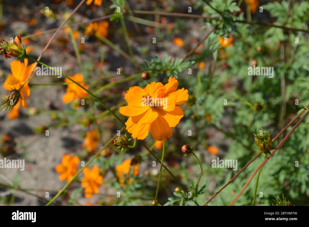 Flower bed, beautiful plants. Homemade plant, gardening. Cosmos, a genus of annual and perennial herbaceous plants of the family Asteraceae. Orange fl Stock Photo