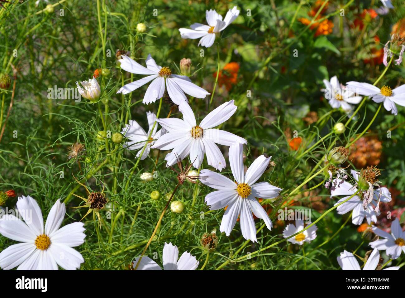 Sunny summer day. Homemade plant, gardening. Cosmos, a genus of annual and perennial herbaceous plants of the family Asteraceae. White flowers Stock Photo