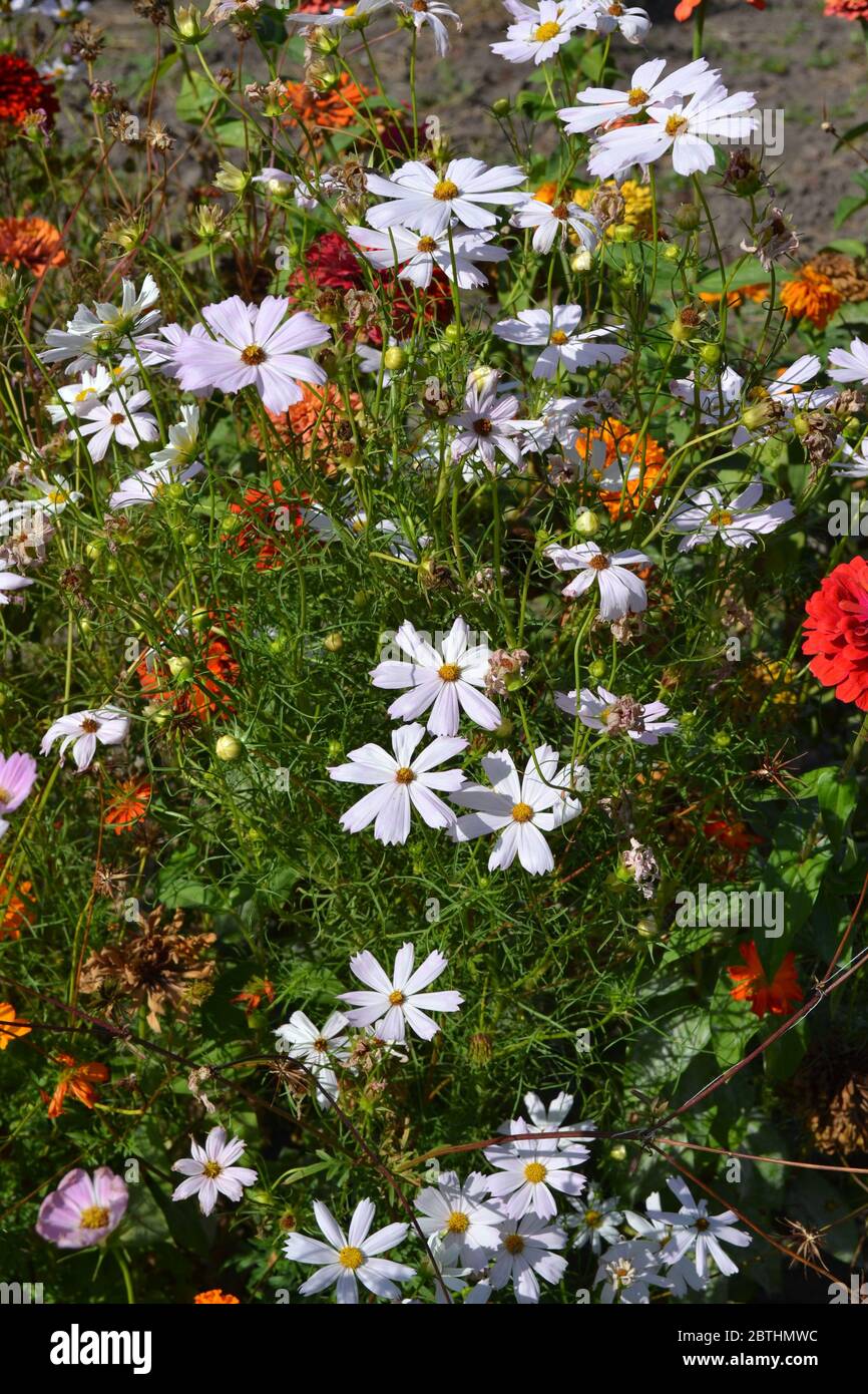 Homemade. Cosmos, a genus of annual and perennial herbaceous plants of the family Asteraceae. White flowers Stock Photo