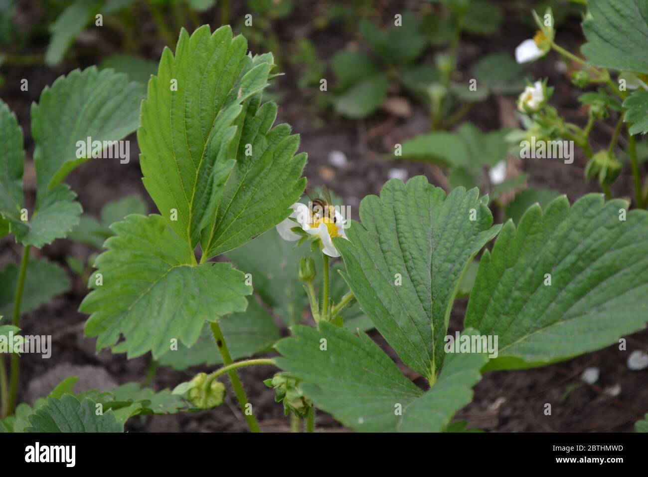 White strawberry flowers. Fragaria viridis, Fragaria ananassa Stock Photo