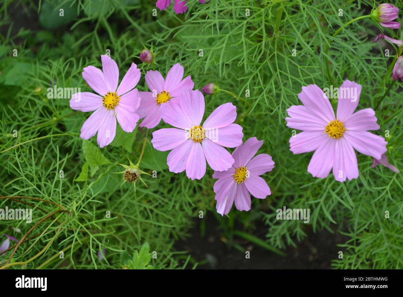 Homemade plant. Cosmos, a genus of annual and perennial herbaceous plants of the family Asteraceae. Pink flowers Stock Photo