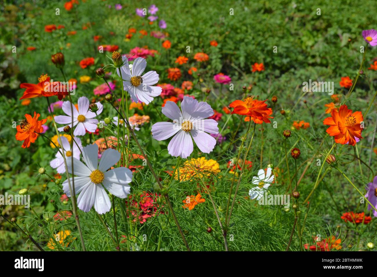Homemade plant, gardening. Cosmos, a genus of annual and perennial herbaceous plants of the family Asteraceae. Orange flowers Stock Photo