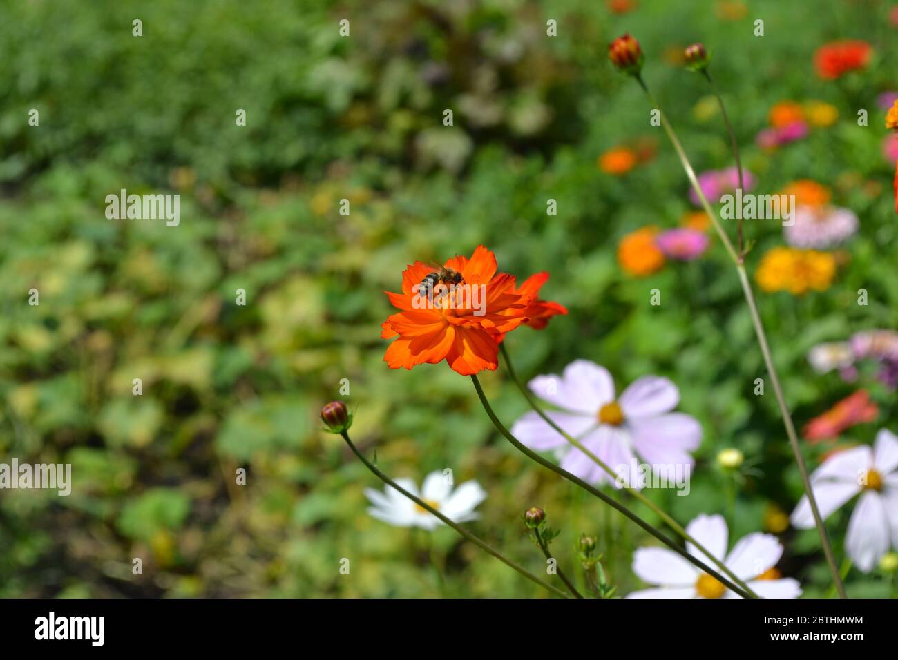 Homemade plant, gardening. Cosmos, a genus of annual and perennial herbaceous plants of the family Asteraceae. Flower. Orange flowers Stock Photo