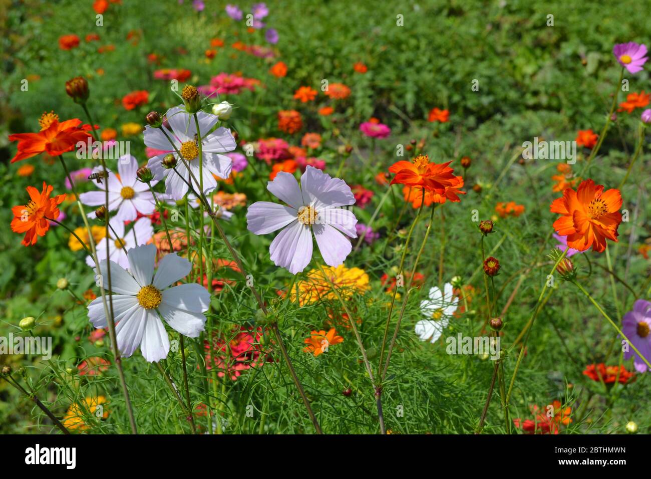 Homemade plant. Cosmos, a genus of annual and perennial herbaceous plants of the family Asteraceae. Orange flowers Stock Photo