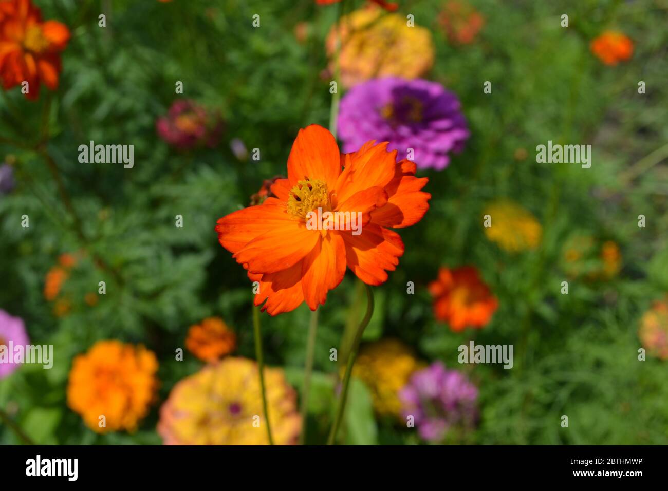 Homemade plant, gardening. Cosmos, a genus of annual and perennial herbaceous plants of the family Asteraceae. Flower bed, beautiful. Orange flowers Stock Photo