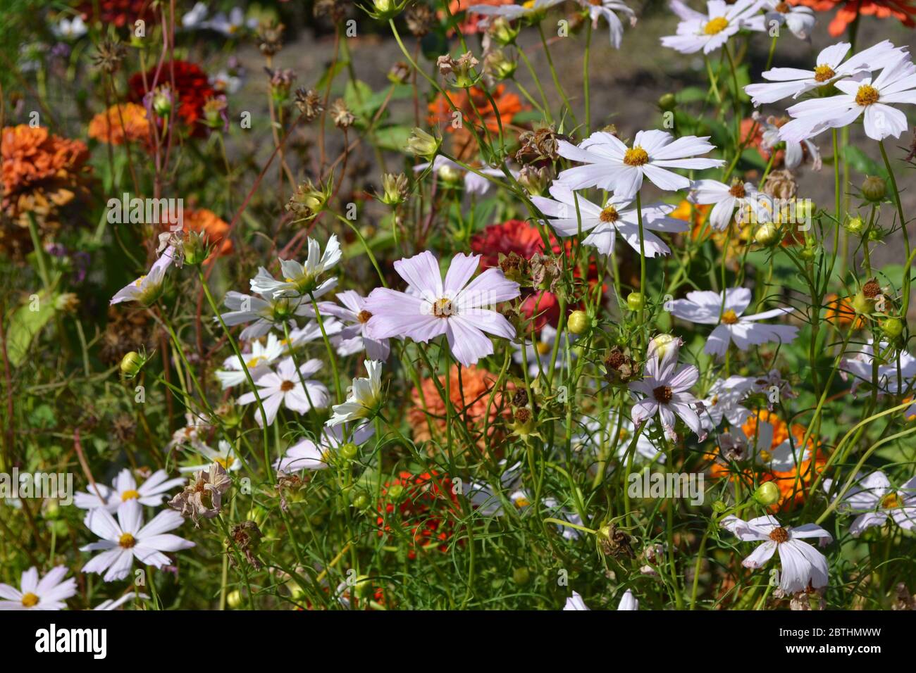 Homemade plant. Cosmos, a genus of annual and perennial herbaceous plants of the family Asteraceae. White flowers Stock Photo