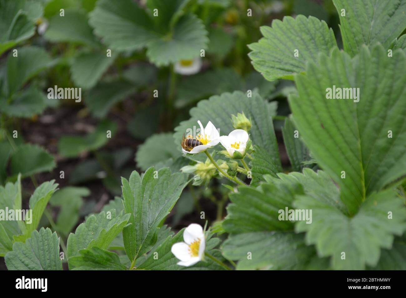 Homemade. White strawberry flowers. Fragaria viridis, Fragaria ananassa Stock Photo