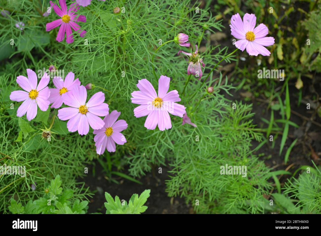 Homemade plant. Cosmos, a genus perennial herbaceous plants of the family Asteraceae. Pink flowers Stock Photo