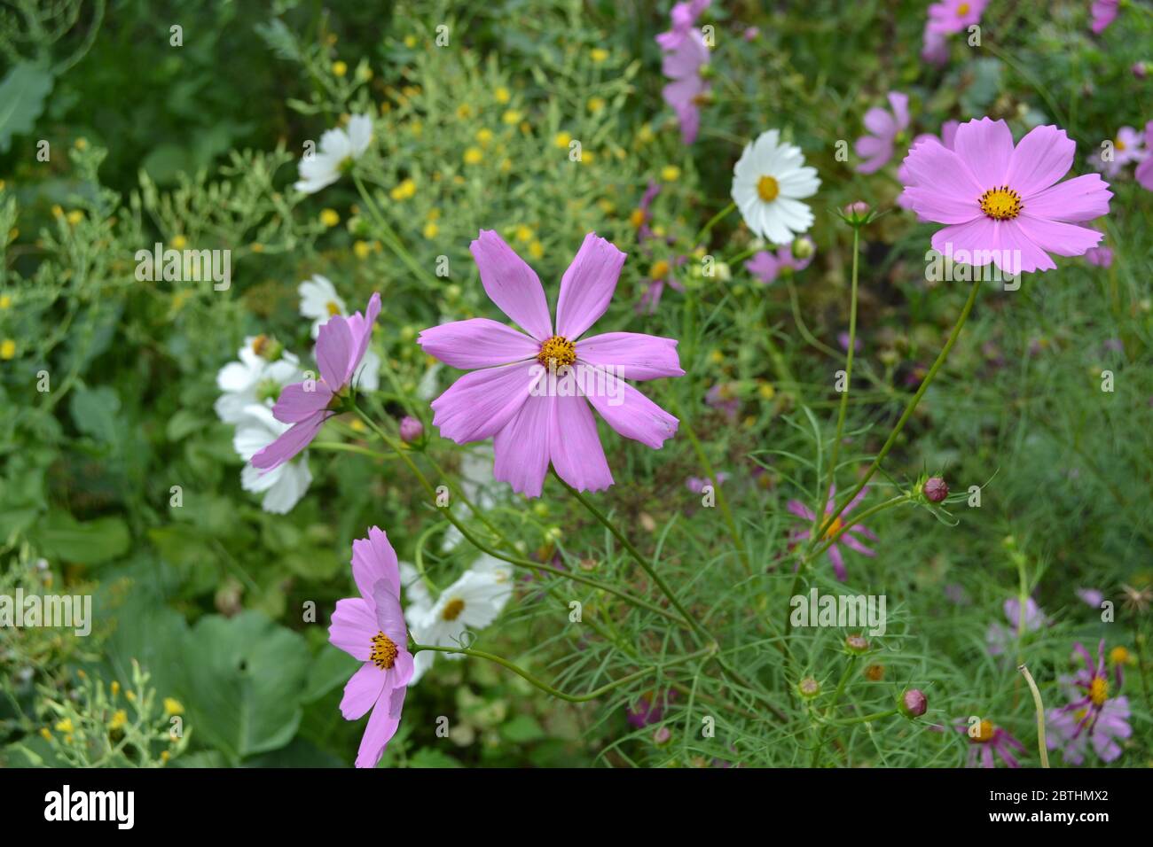 Homemade plant. Cosmos, a genus of annual and perennial herbaceous plants of the family Asteraceae. Flower bed. Pink flowers Stock Photo
