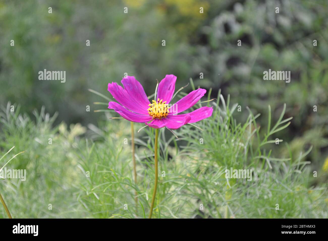 Homemade plant, gardening. Cosmos, a genus of annual and perennial herbaceous plants of the family Asteraceae. Flower bed. Pink flowers Stock Photo
