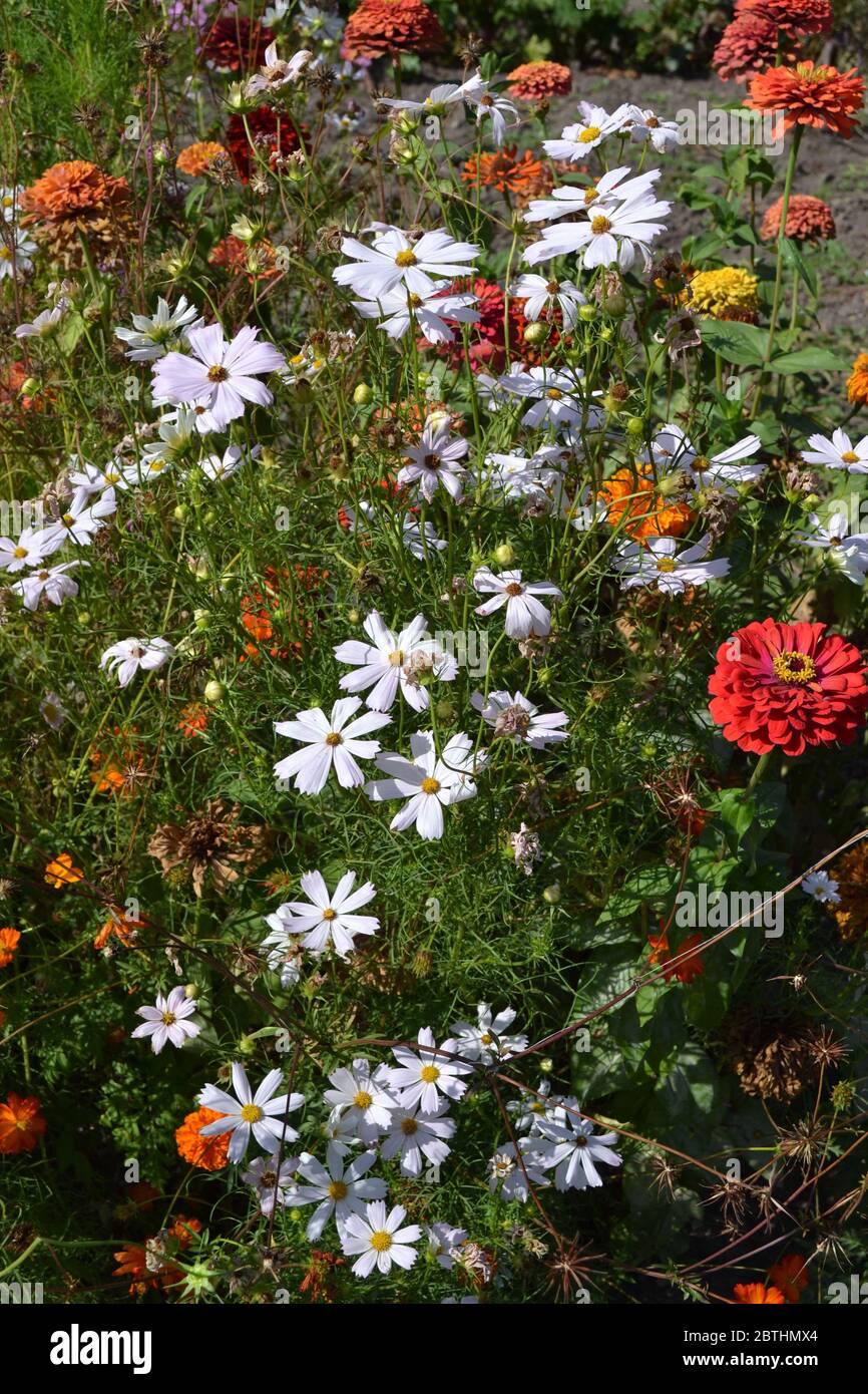 Homemade plant, gardening. Cosmos, a genus of annual and perennial herbaceous plants of the family Asteraceae. Flower bed. White flowers Stock Photo