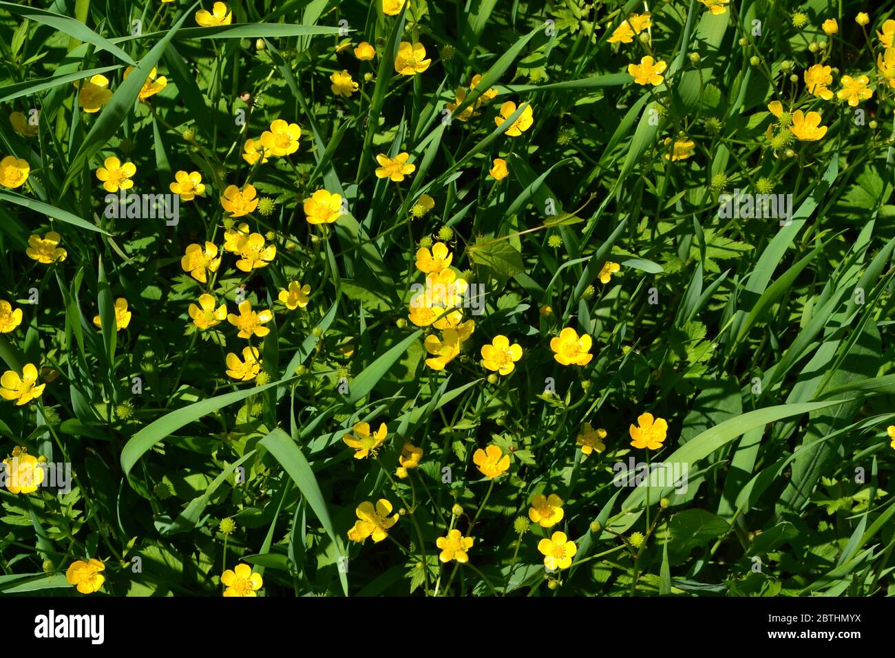 Buttercup caustic, common type of buttercups. Rannculus acris. Field, forest plant. Flower bed, beautiful gentle plants. Sunny summer day. Yellow flow Stock Photo