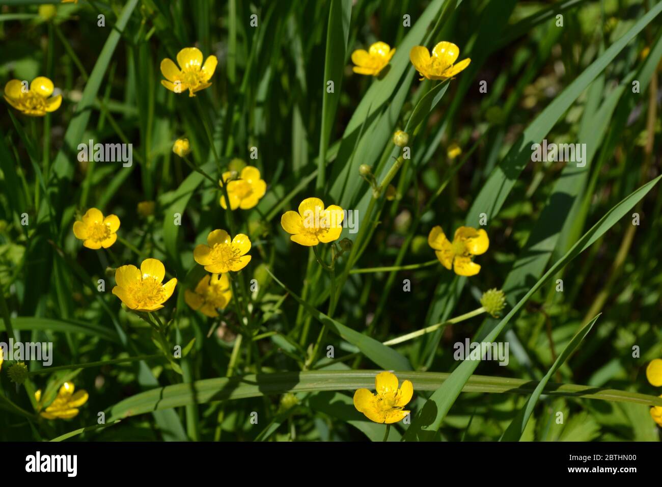 Buttercup caustic, common type of buttercups. Rannculus acris. Field, forest. Flower. Yellow flowers Stock Photo
