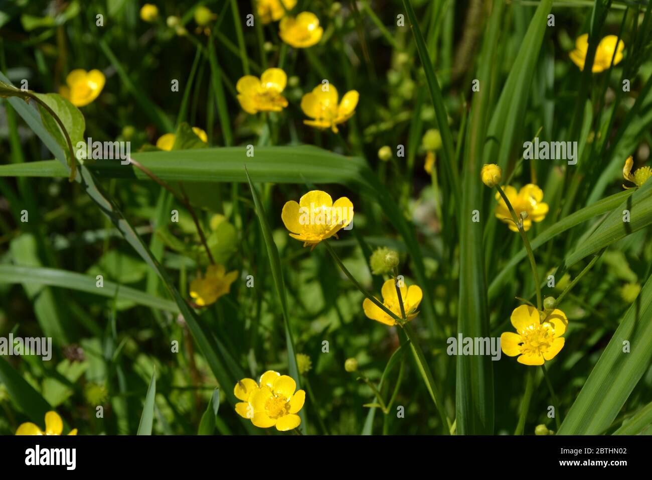 Buttercup caustic, common type of buttercups. Rannculus acris. Field, forest. Yellow flowers Stock Photo
