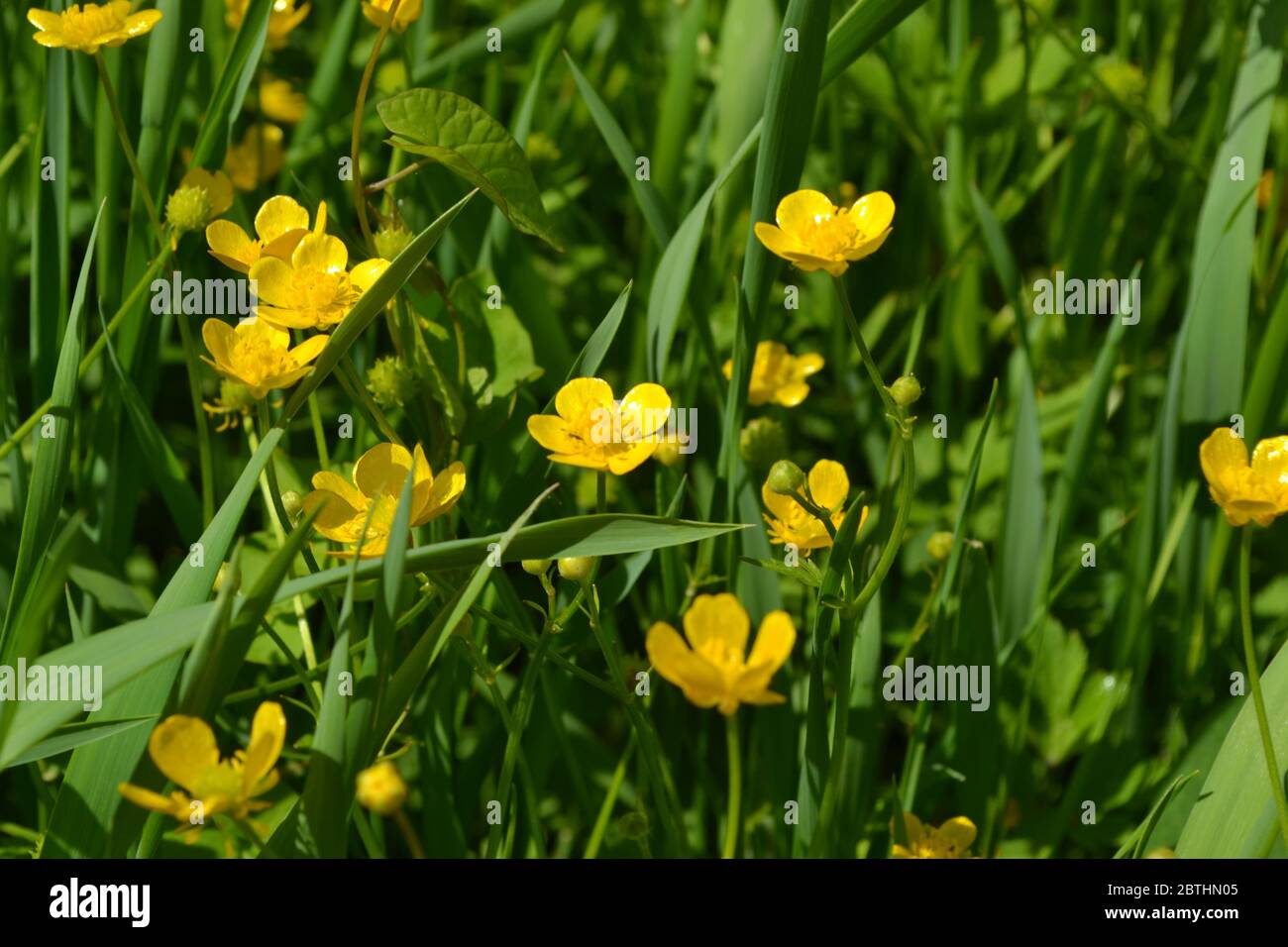 Buttercup caustic, common type of buttercups. Rannculus acris. Field, forest plant. Flower. Yellow flowers Stock Photo