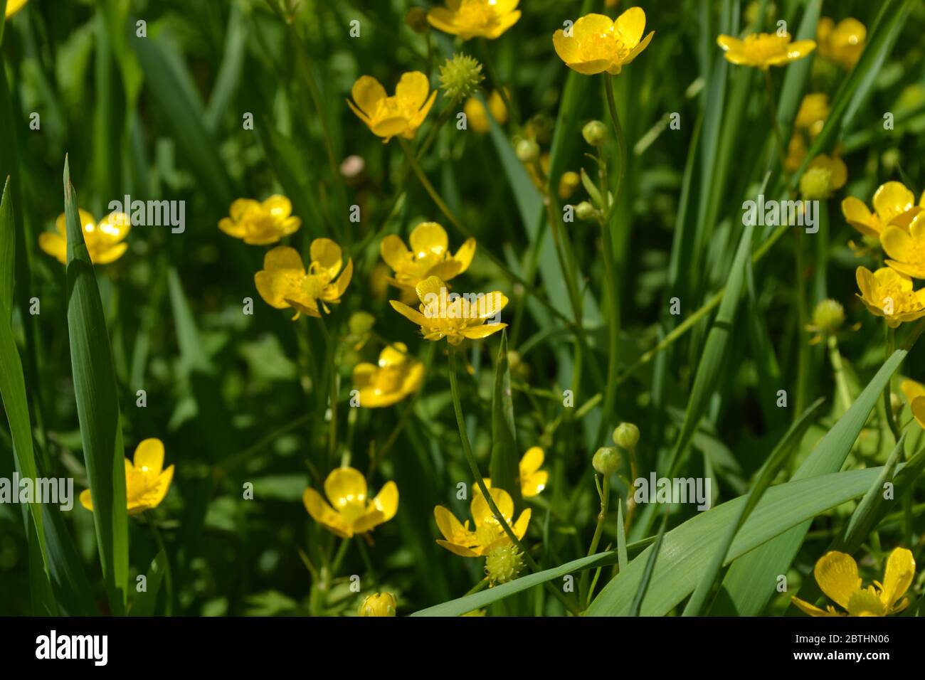 Buttercup caustic, common type of buttercups. Rannculus acris. Field, forest plant. Flower bed, beautiful plants. Yellow flowers Stock Photo