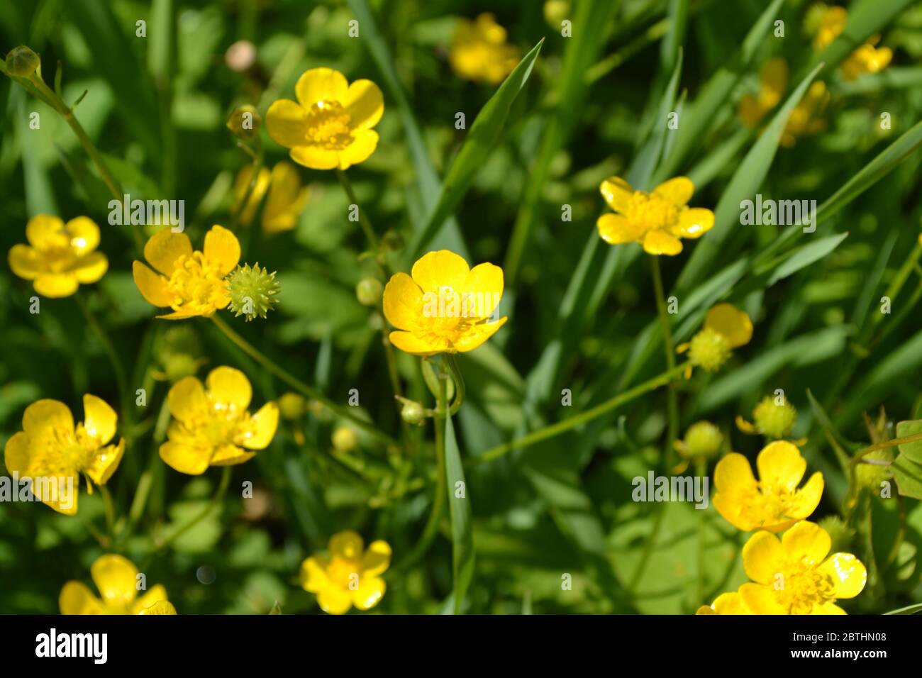 Buttercup caustic, common type of buttercups. Rannculus acris. Field