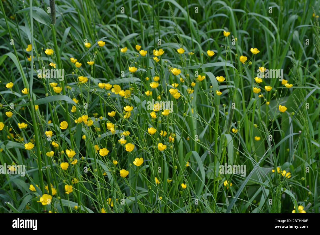 Rannculus acris. Buttercup caustic, common type of buttercups. Field, forest plant. Flower bed, plants. Sunny. Yellow flowers Stock Photo