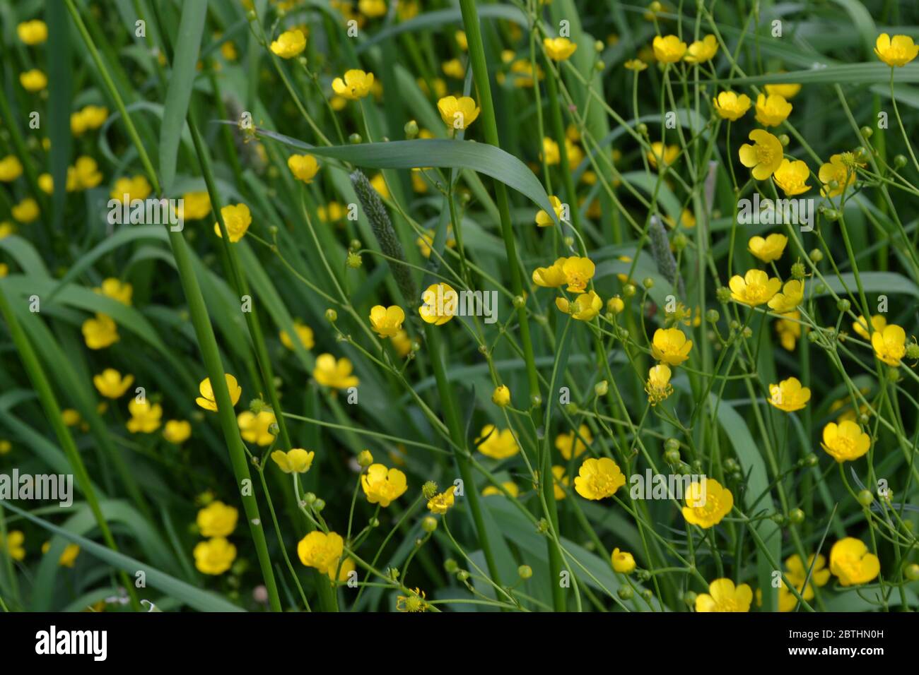 Rannculus acris. Buttercup caustic, common type of buttercups. Field, forest plant. Flower bed. Yellow flowers Stock Photo