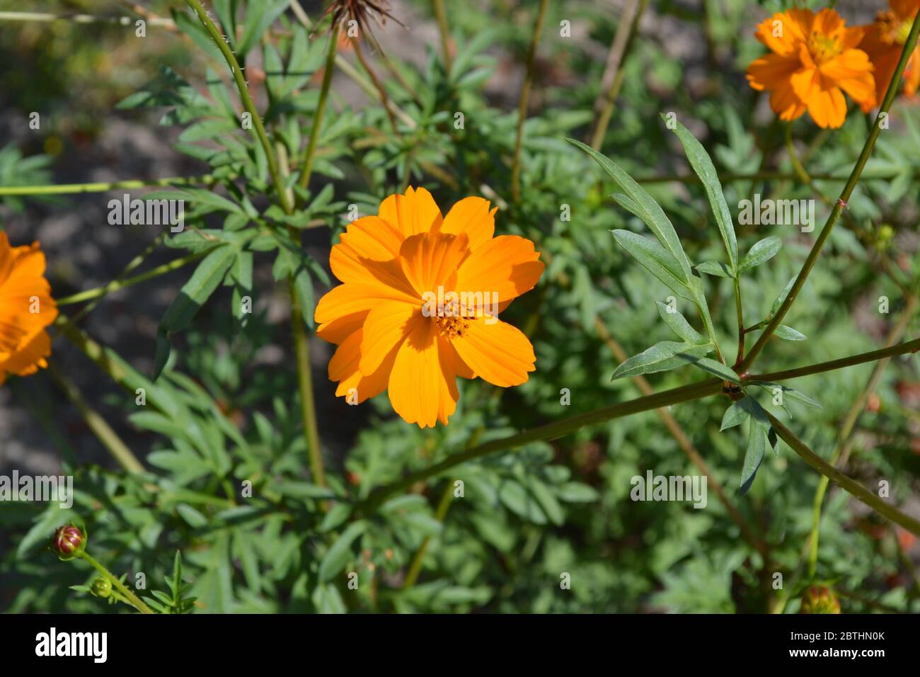 Sunny summer day. Homemade plant, gardening. Cosmos, a genus of annual and perennial herbaceous plants of the family Asteraceae. Flower. Orange flower Stock Photo